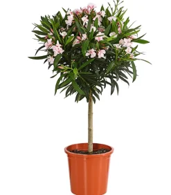 Oleander, Stämmchen, verschiedene Farben