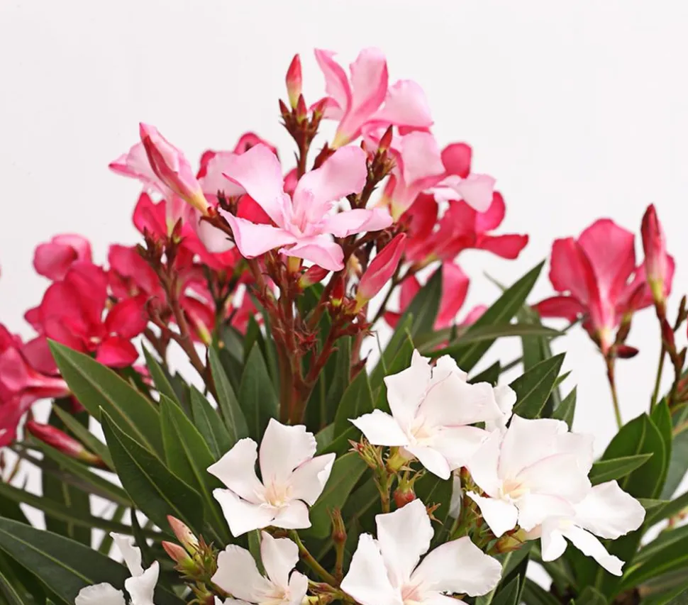 Oleander-Trio