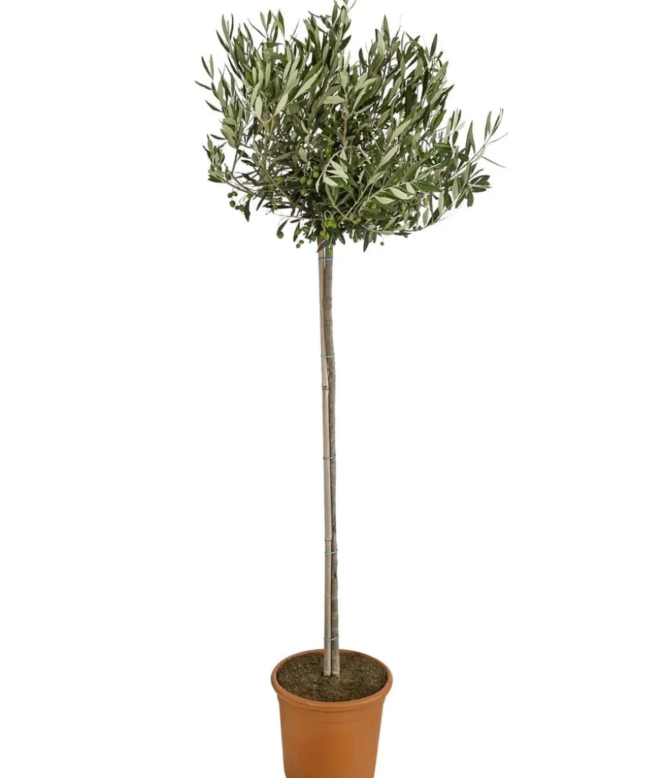 Olive, Stämmchen
