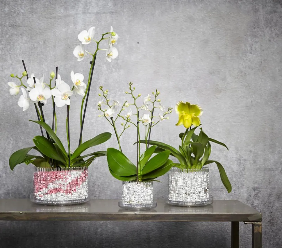 Orchitop® Orchideentopf L Set, rund, ca. Ø18 cm