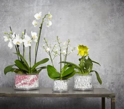 Orchitop® Orchideentopf M Set, rund, ca. Ø13 cm