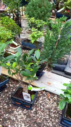 Outdoor-Bonsai Japanische Azalee - Azalee japonica