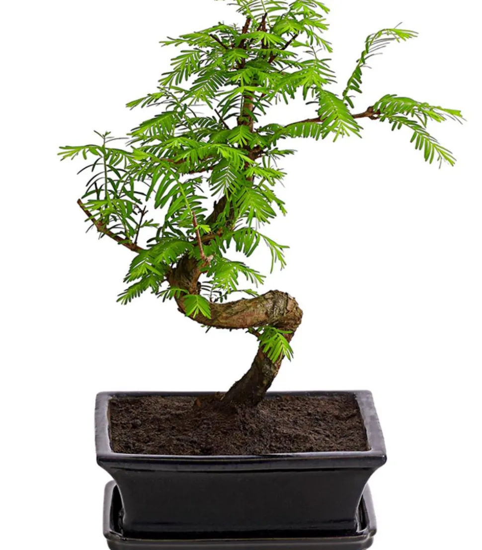 Outdoor-Bonsai Urweltmammutbaum - Metasequoia glyptostroboides