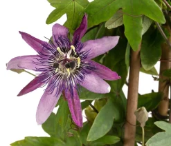 Passionsblume, Pyramide, verschiedene Sorten