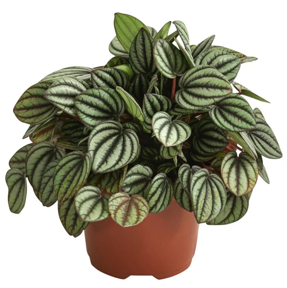 Peperomie - Peperomia albovittata 'Piccolo Banda'