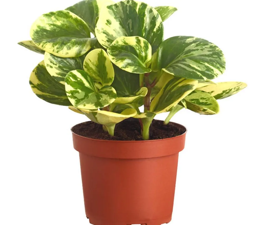 Peperomie - Peperomia obtusifolia variegata 'Golden Genua'