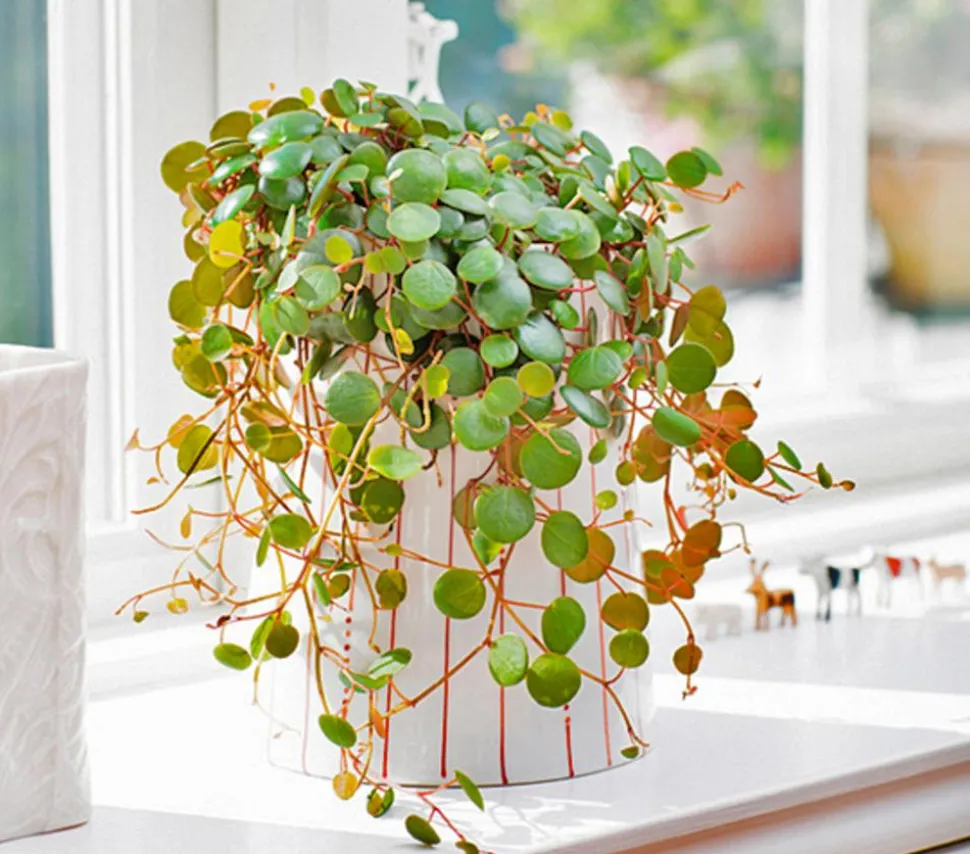 Peperomie - Peperomia 'Pepperspot'