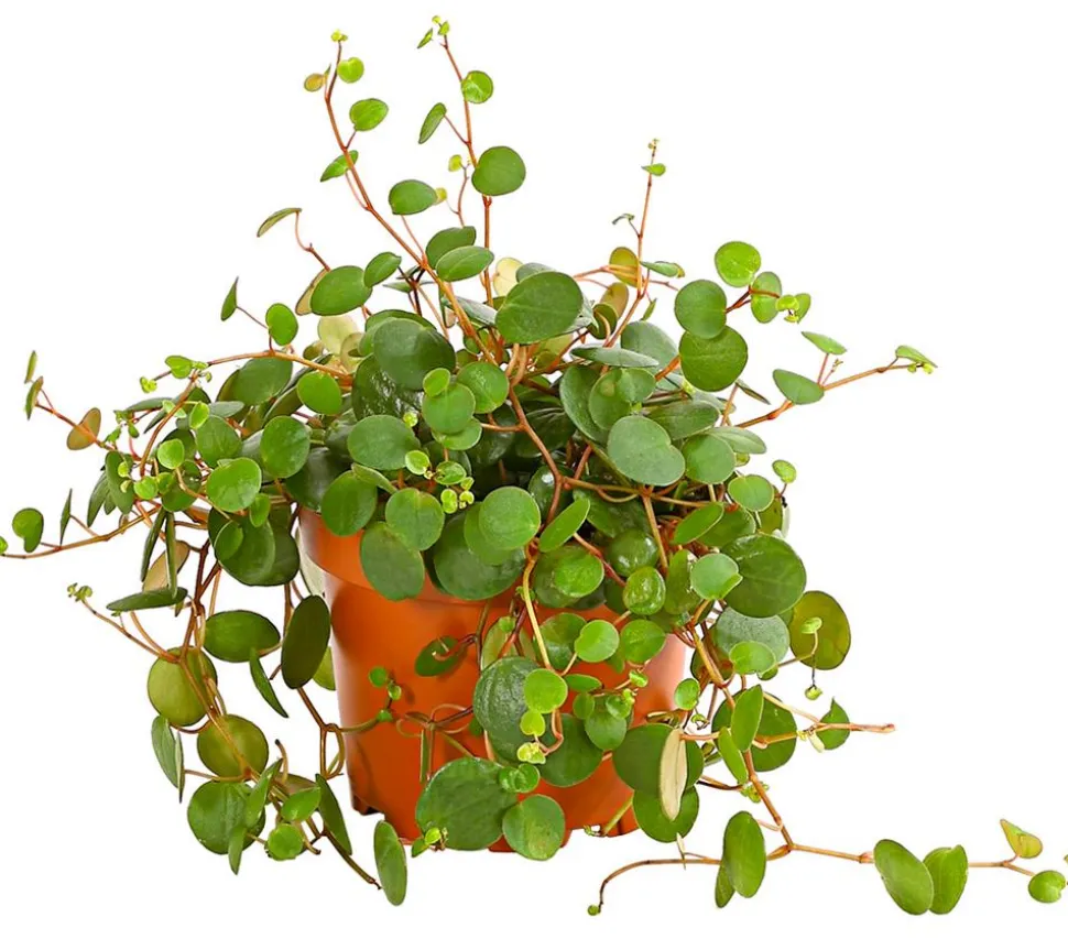 Peperomie - Peperomia 'Pepperspot'
