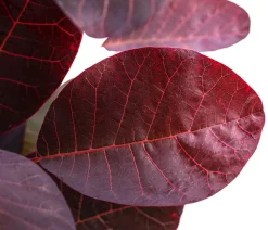 Perückenstrauch 'Royal Purple'