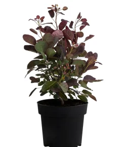 Perückenstrauch 'Royal Purple'