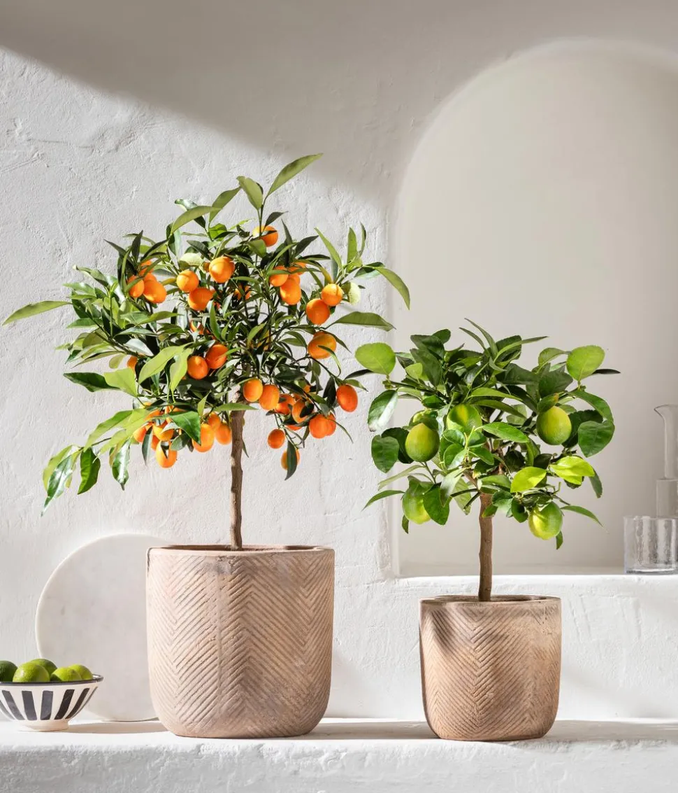 Persische Limette 'Lima Verde'