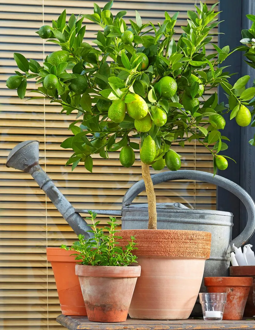 Persische Limette 'Lima Verde'