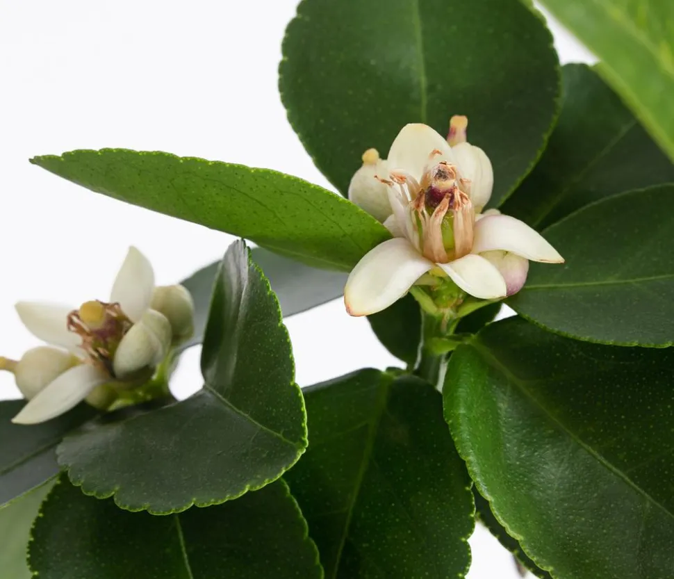 Persische Limette 'Lima Verde'