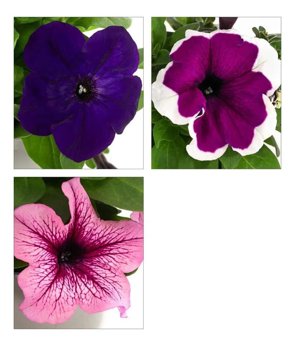 Petunie, aufrecht, verschiedene Farben