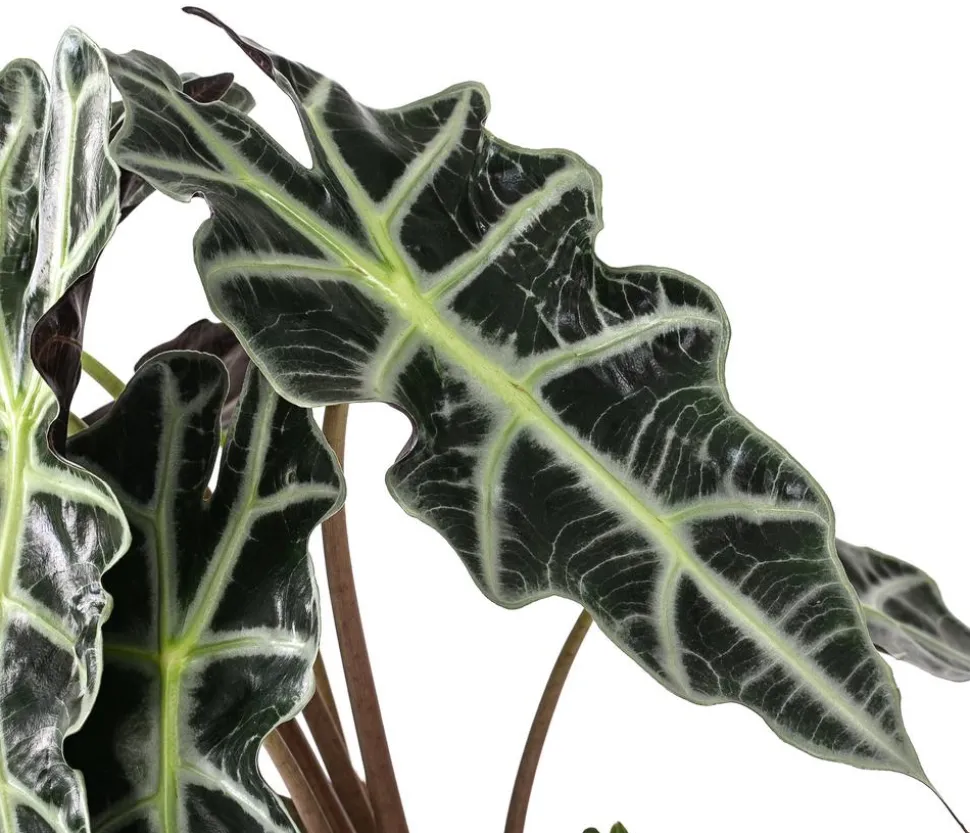 Pfeilblatt - Alocasia amazonica 'Polly'
