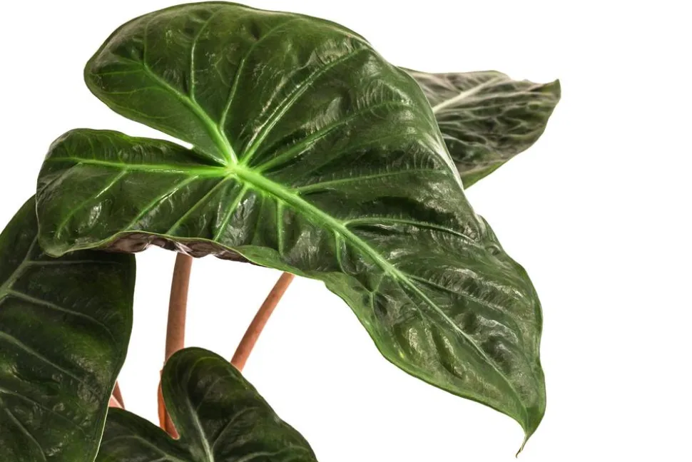 Pfeilblatt - Alocasia baginda 'Pink Dragon'