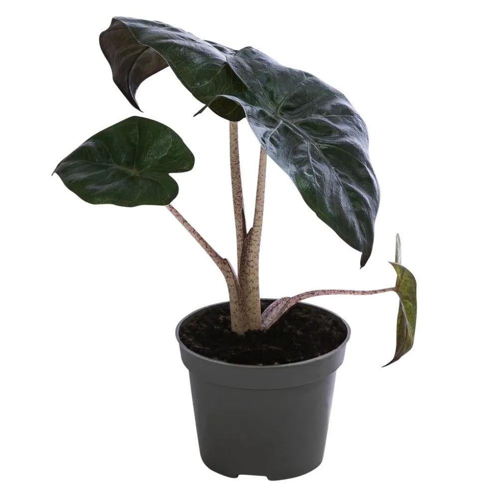 Pfeilblatt - Alocasia baginda 'Pink Dragon'