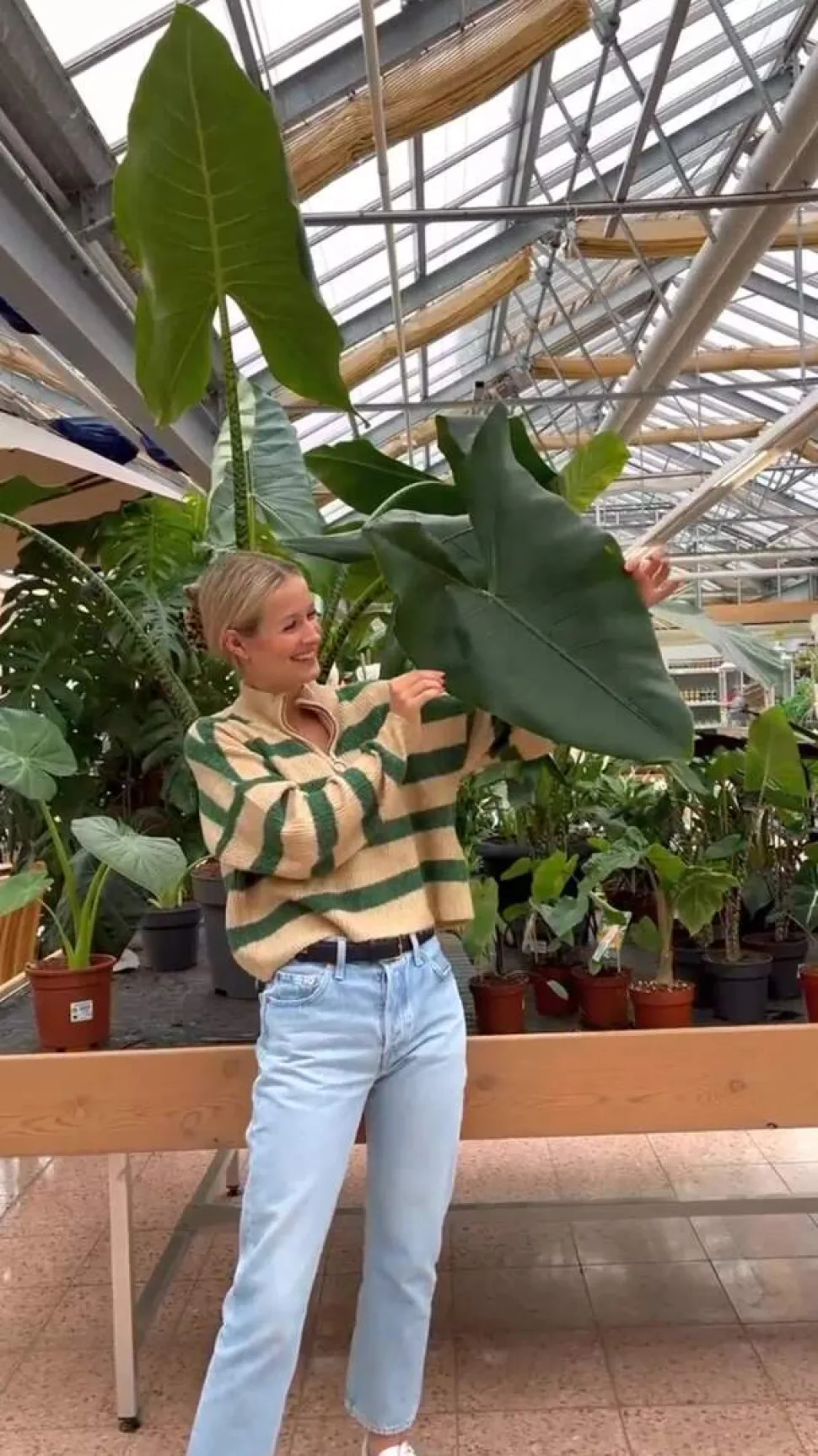 Pfeilblatt - Alocasia baginda 'Pink Dragon'