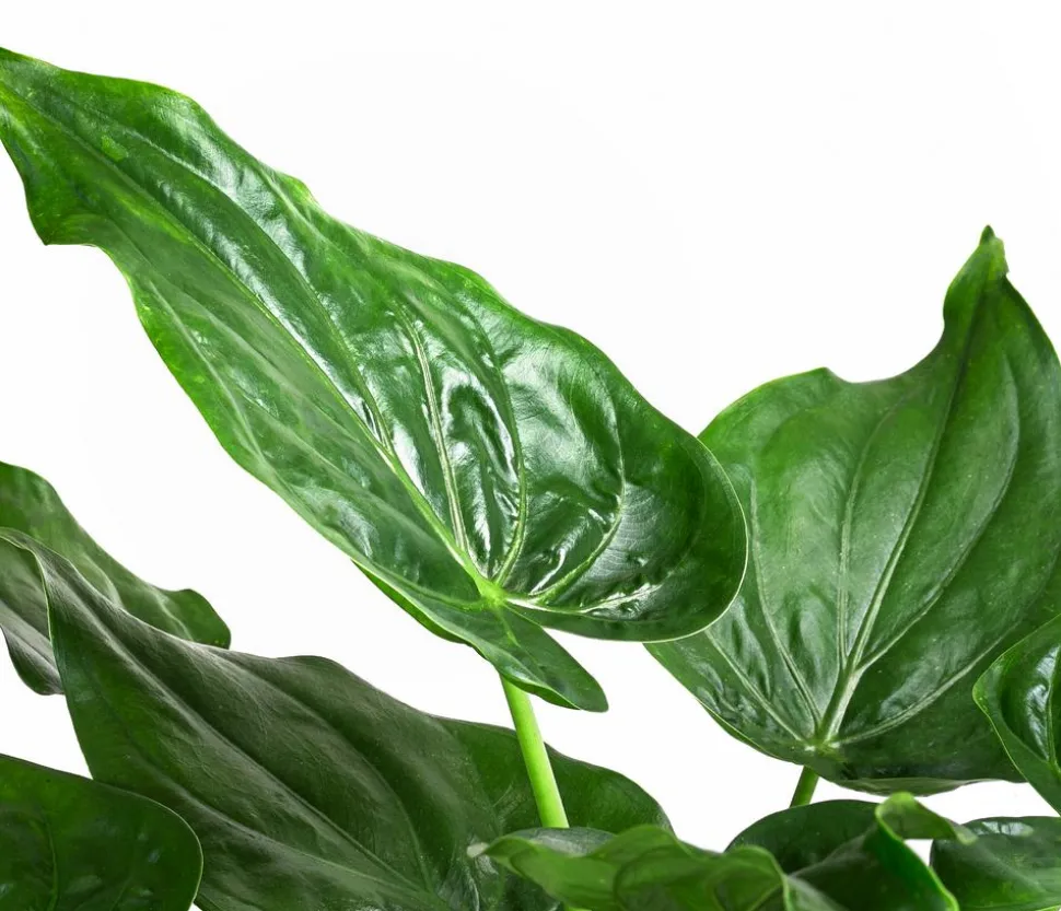 Pfeilblatt - Alocasia cucullata