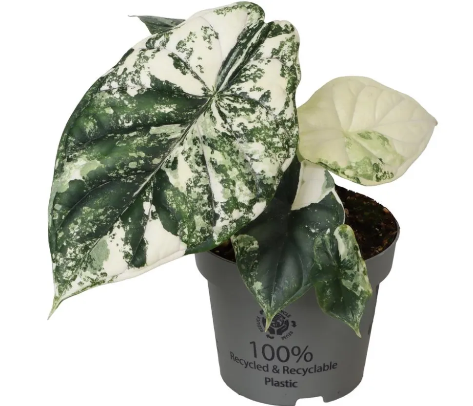 Pfeilblatt - Alocasia 'Dragon Scale' variegata