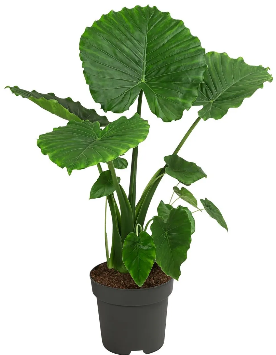 Pfeilblatt - Alocasia gageana 'California'