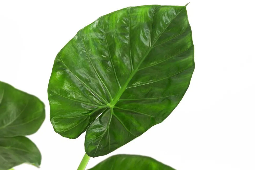Pfeilblatt - Alocasia macrorrhiza
