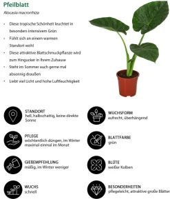 Pfeilblatt - Alocasia macrorrhiza