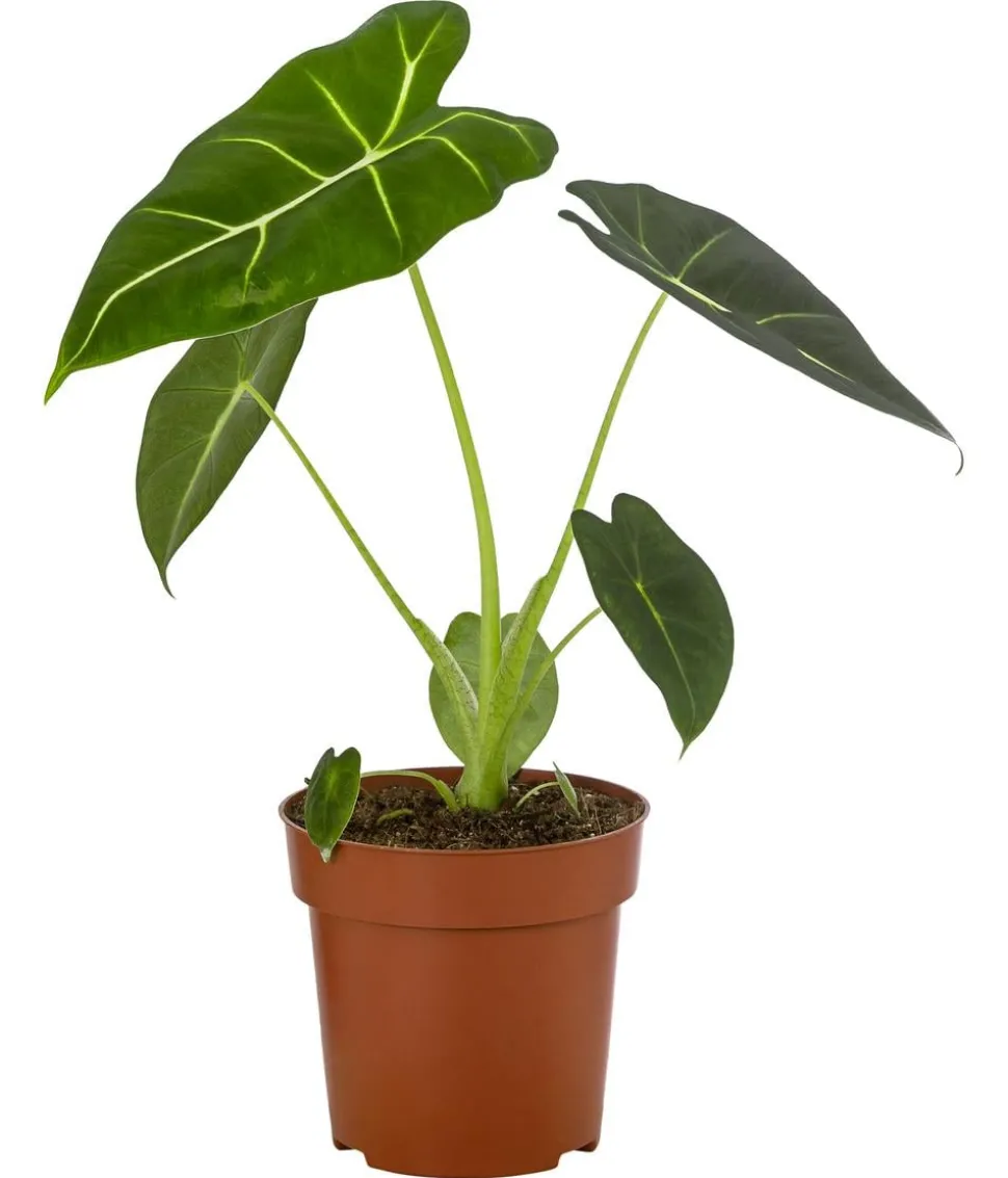 Pfeilblatt - Alocasia micholitziana 'Frydek'