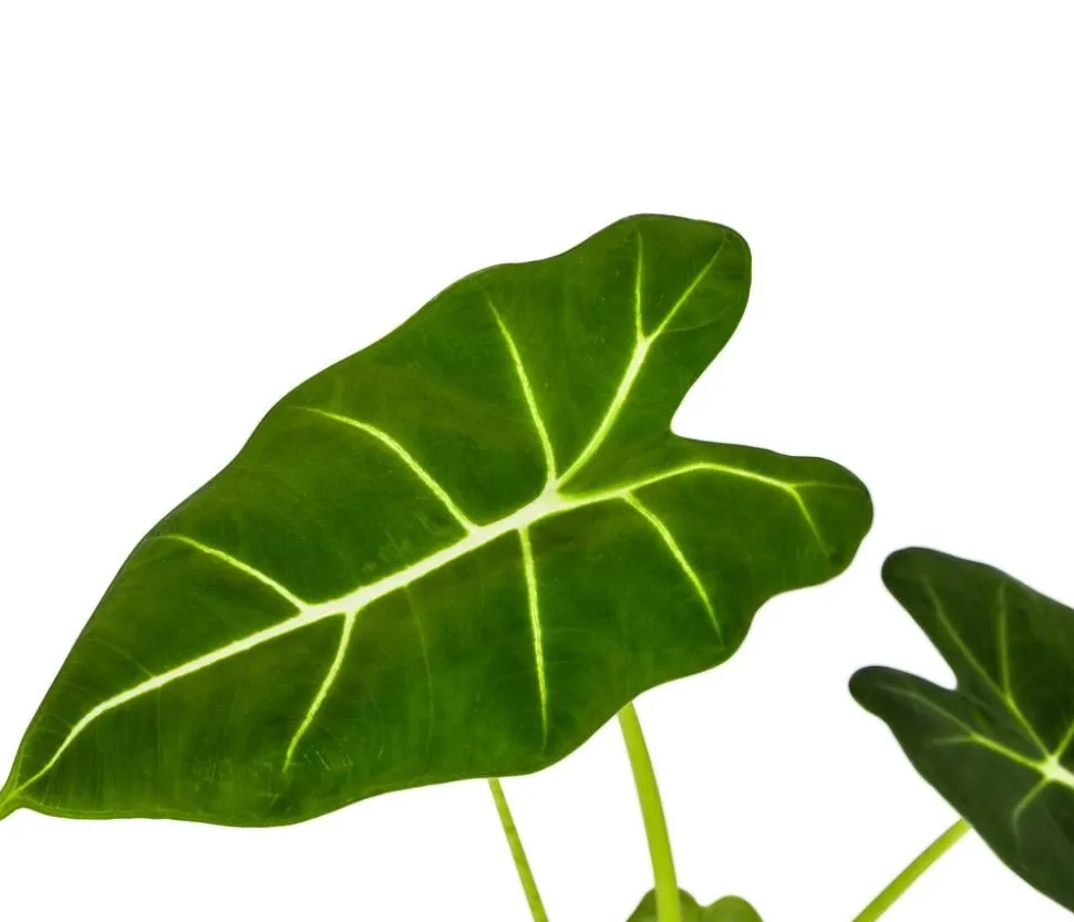 Pfeilblatt - Alocasia micholitziana 'Frydek'