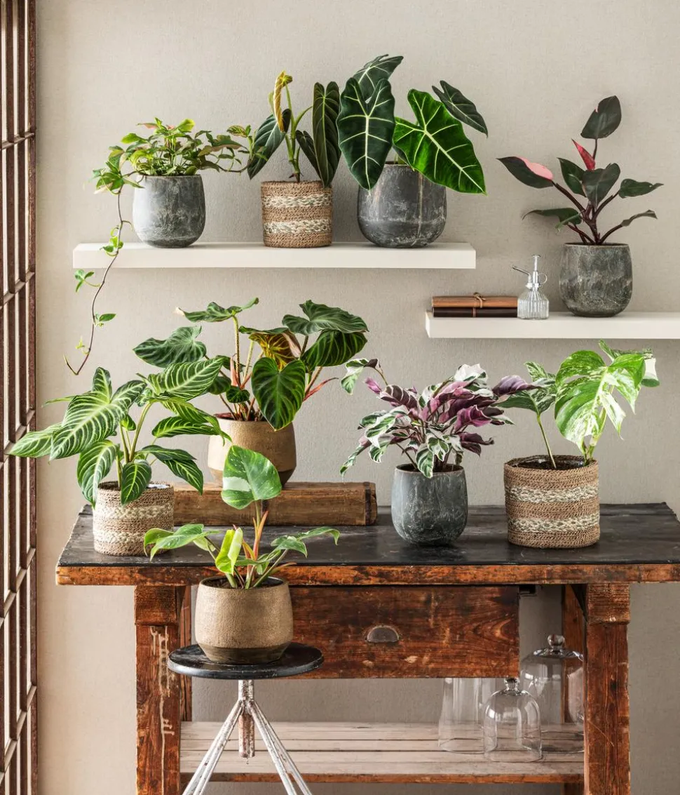 Pfeilblatt - Alocasia micholitziana 'Frydek'