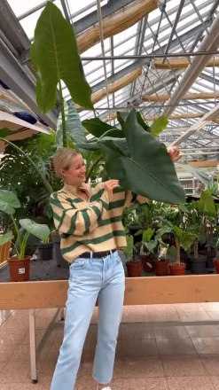 Pfeilblatt - Alocasia reginula 'Black Velvet'