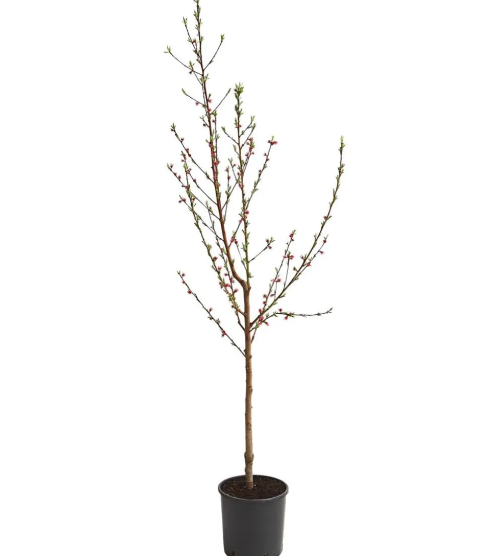 Pfirsich 'Benedicte'
