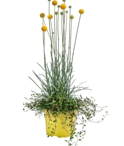 Pflanzen-Duo Trommelschlägel und Mühlenbeckia