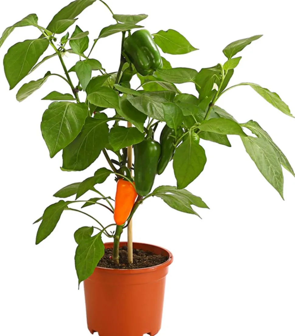 Pick-a-Pep® Snackpaprika mit Früchten