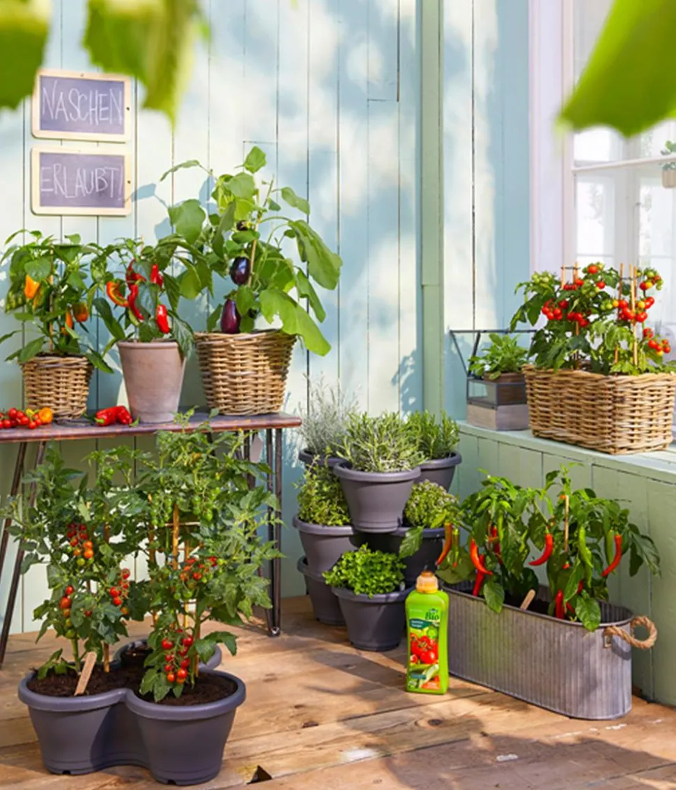 Pick-&-Joy® Aubergine mit Früchten