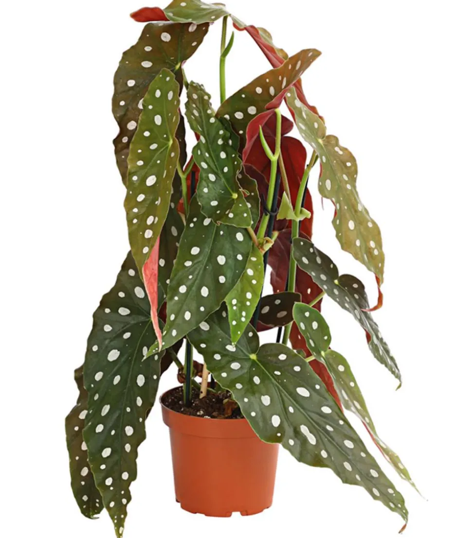 Polka-Dot Begonie - Begonia maculata