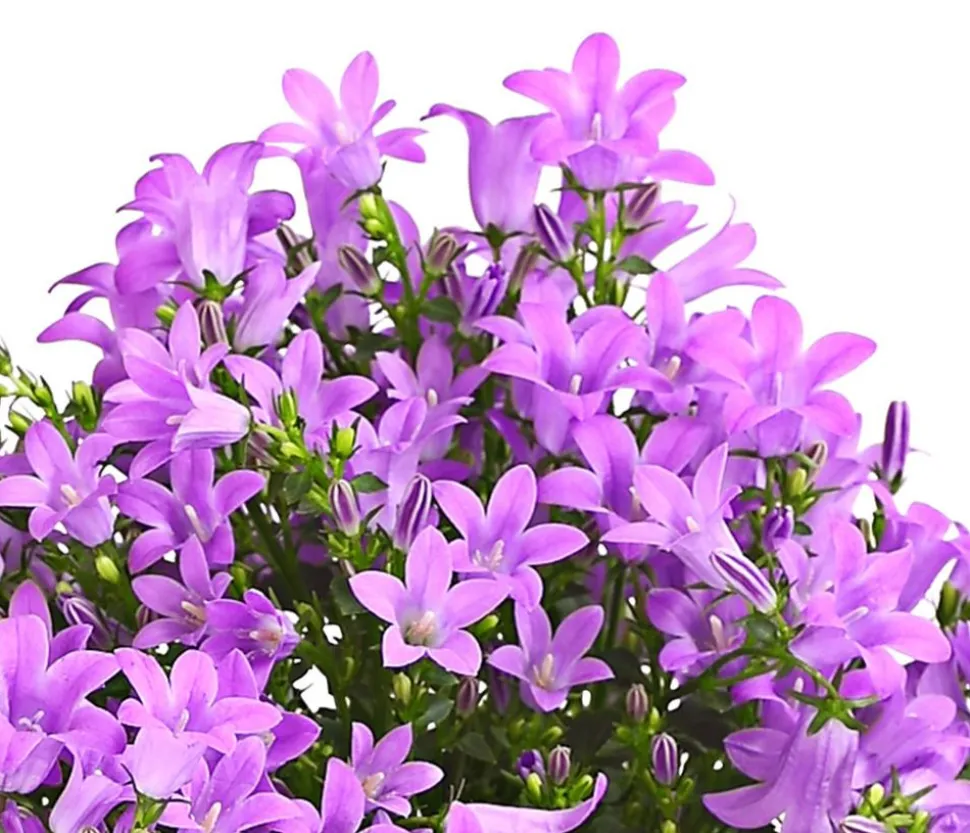 Polster-Glockenblume 'Ocean', 6er Schale