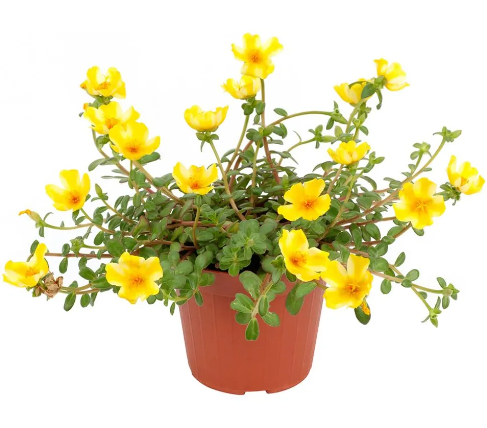 Portulakröschen, zweifarbig, verschiedene Sorten