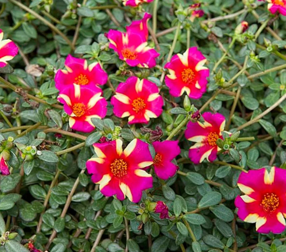 Portulakröschen, zweifarbig, verschiedene Sorten