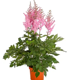 Prachtspiere, Astilbe, verschiedene Sorten