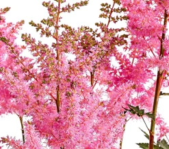 Prachtspiere, Astilbe, verschiedene Sorten