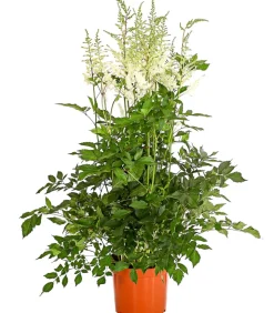 Prachtspiere, Astilbe, verschiedene Sorten