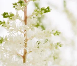Prachtspiere, Astilbe, verschiedene Sorten
