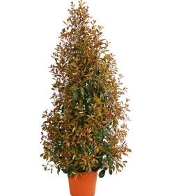 Purpur-Glanzmispel 'Red Robin'