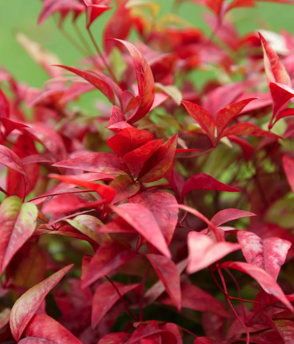 Purpur-Glanzmispel 'Red Robin'
