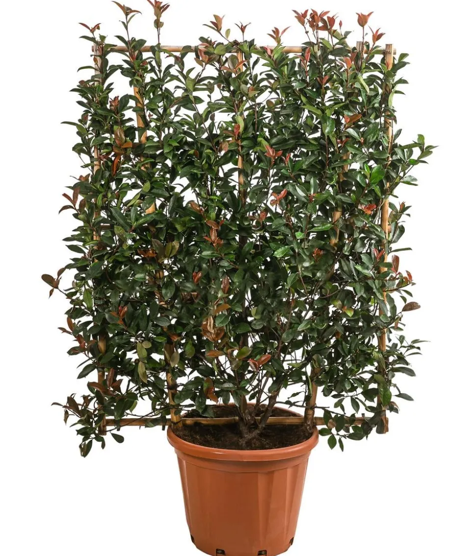 Purpur-Glanzmispel 'Robusta Compacta', ca. 150-160 cm