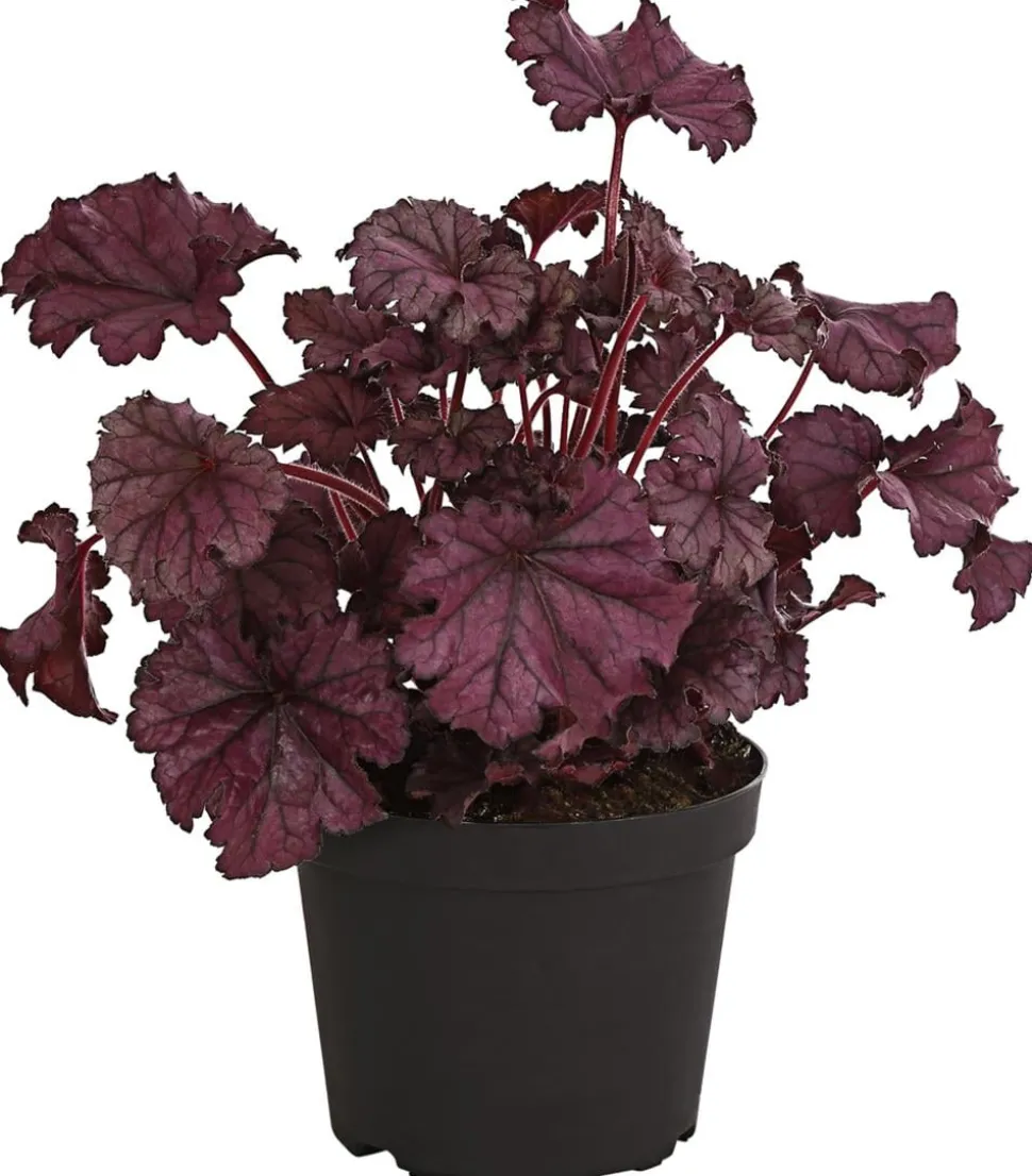 Purpurglöckchen 'Forever Purple'
