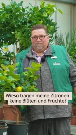 Riesen-Zedrat-Zitrone