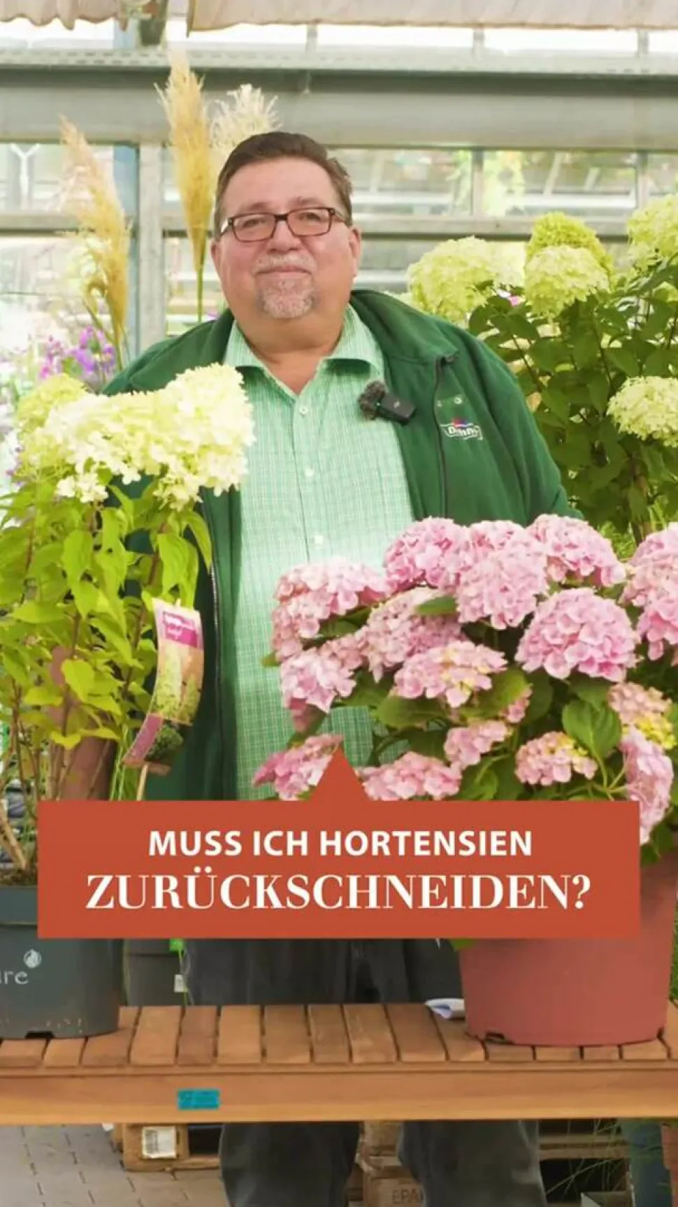 Rispen-Hortensie 'Magical Candle'