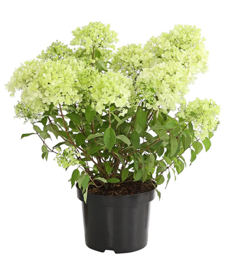 Rispen-Hortensie 'Magical Candle'